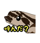 シシバナヘビのスタンプ（個別スタンプ：35）