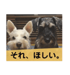 あんずさん、おまめさん、その2。（個別スタンプ：2）