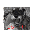 あんずさん、おまめさん、その2。（個別スタンプ：3）