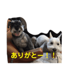 あんずさん、おまめさん、その2。（個別スタンプ：8）