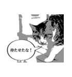 漫画風猫スタンプ（個別スタンプ：17）