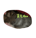 デグーの日常1（個別スタンプ：5）