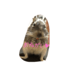デグーの日常1（個別スタンプ：7）