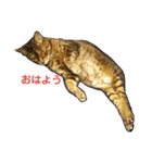 ベンガルとクロネコ（個別スタンプ：2）