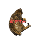 ベンガルとクロネコ（個別スタンプ：3）