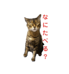 ベンガルとクロネコ（個別スタンプ：9）