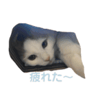 ラガさん（個別スタンプ：7）