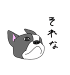 フレンチブルドッグのピノちゃん（個別スタンプ：1）
