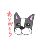 フレンチブルドッグのピノちゃん（個別スタンプ：3）