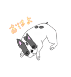 フレンチブルドッグのピノちゃん（個別スタンプ：8）