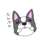 フレンチブルドッグのピノちゃん（個別スタンプ：13）