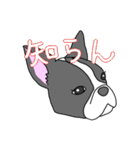 フレンチブルドッグのピノちゃん（個別スタンプ：34）