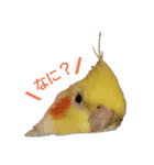 カオスインコ（個別スタンプ：1）