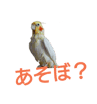 カオスインコ（個別スタンプ：2）