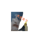 カオスインコ（個別スタンプ：3）