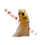 カオスインコ（個別スタンプ：5）
