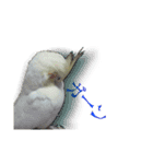 カオスインコ（個別スタンプ：7）