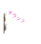 カオスインコ（個別スタンプ：8）