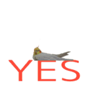 カオスインコ（個別スタンプ：10）