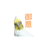 カオスインコ（個別スタンプ：11）