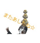 カオスインコ（個別スタンプ：13）