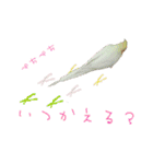 カオスインコ（個別スタンプ：15）