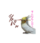 カオスインコ（個別スタンプ：16）
