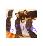 ちい坊（個別スタンプ：8）