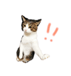 ネコの日常♪毎日使えるスタンプです。（個別スタンプ：4）