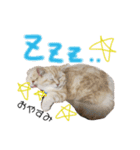 ネコの日常♪毎日使えるスタンプです。（個別スタンプ：12）