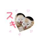 ネコの日常♪毎日使えるスタンプです。（個別スタンプ：14）