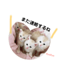 ネコの日常♪毎日使えるスタンプです。（個別スタンプ：16）
