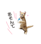 ネコの日常♪毎日使えるスタンプです。（個別スタンプ：20）