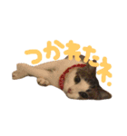 ちくつくぼーさん（個別スタンプ：5）