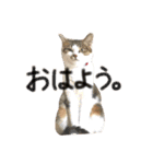 ちくつくぼーさん（個別スタンプ：7）
