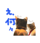 ちくつくぼーさん（個別スタンプ：13）