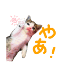 ちくつくぼーさん（個別スタンプ：24）