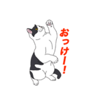 ブリショ・グーちゃんの猫スタンプ（個別スタンプ：13）