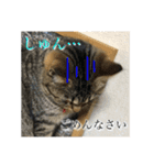 まめこのキモチ（個別スタンプ：1）