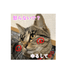 まめこのキモチ（個別スタンプ：2）