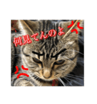 まめこのキモチ（個別スタンプ：3）