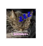 まめこのキモチ（個別スタンプ：5）