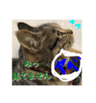 まめこのキモチ（個別スタンプ：7）