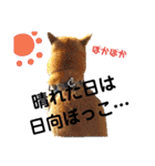 茶々丸(いろいろ)（個別スタンプ：4）