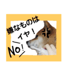茶々丸(いろいろ)（個別スタンプ：11）