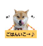 茶々丸(いろいろ)（個別スタンプ：14）