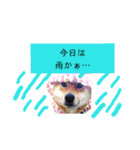 茶々丸(いろいろ)（個別スタンプ：15）
