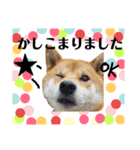 茶々丸(いろいろ)（個別スタンプ：17）