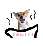 茶々丸(いろいろ)（個別スタンプ：19）