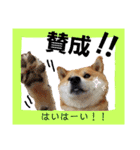 茶々丸(いろいろ)（個別スタンプ：21）